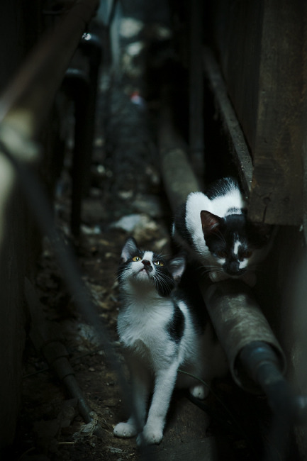 2005年总决赛:圣安东尼奥马刺在对阵西部强敌西雅图超音速的比赛中,以强硬防守获胜,夺得队史第三个冠军。